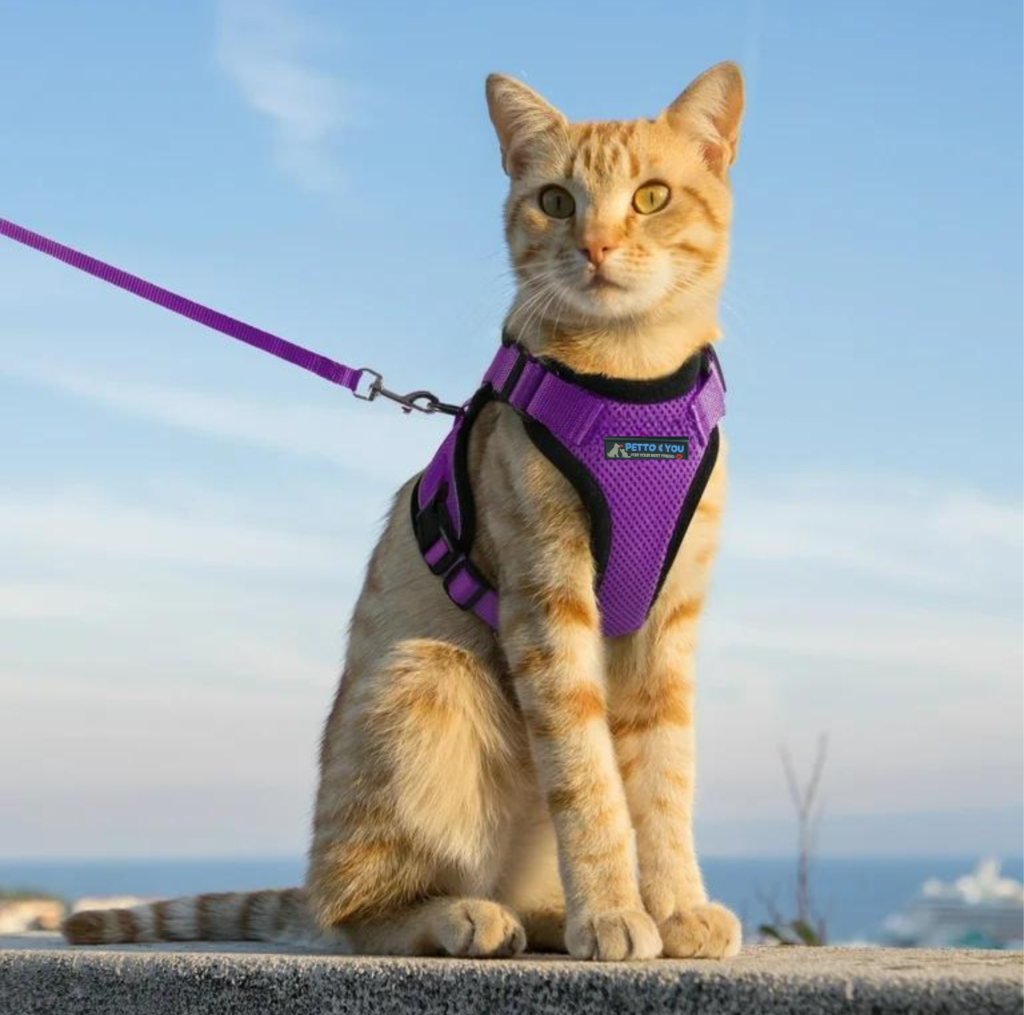 Cat harness_1